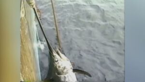 Swordfish are moving north in Canadian waters | CBC News